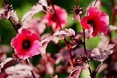 Cranberry hibiscus plants for sale  Delivered anywhere in USA 