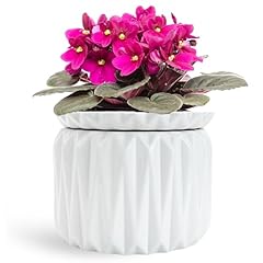 Thriving thicket inch for sale  Delivered anywhere in USA 