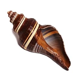 Grandi conchiglie per usato  Spedito ovunque in Italia 