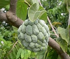 Sugar apple seeds for sale  Delivered anywhere in USA 