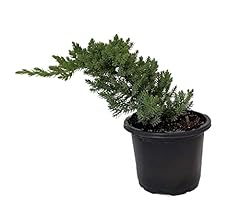 Japanese juniper bonsai for sale  Delivered anywhere in USA 