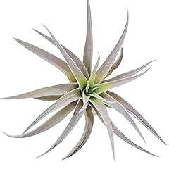 Medium air plants for sale  Delivered anywhere in USA 