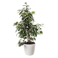 Garden ficus benjamina for sale  Delivered anywhere in Ireland