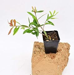 Pianta callistemon citrinus usato  Spedito ovunque in Italia 