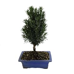 Kentis bonsai tasso usato  Spedito ovunque in Italia 