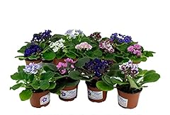 Optimara african violet for sale  Delivered anywhere in USA 