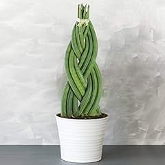 Sansevieria twister snake for sale  Delivered anywhere in UK