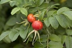 Rosa rugosa apfelrose gebraucht kaufen  Wird an jeden Ort in Deutschland