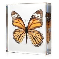Taxidermy butterfly insect for sale  Delivered anywhere in USA 