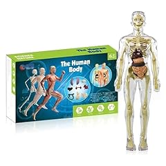 Human body torso for sale  Delivered anywhere in Ireland