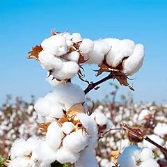 Qauzuy garden seeds for sale  Delivered anywhere in USA 