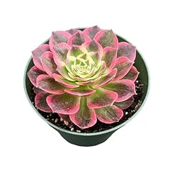 Fleshy flora live for sale  Delivered anywhere in USA 