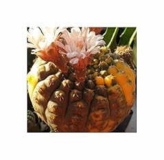 Pezzi gymnocalycium ochoterena usato  Spedito ovunque in Italia 