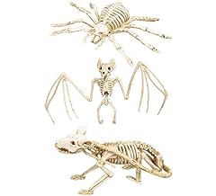 Desconocido squelettes animaux d'occasion  Livré partout en France