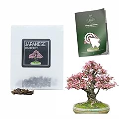 Japanese barberry bonsai for sale  Delivered anywhere in UK