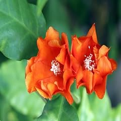 Fresh 10pcs orange for sale  Delivered anywhere in UK