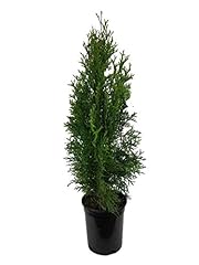 Emerald green arborvitae for sale  Delivered anywhere in USA 