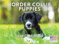 Border collie puppy for sale  Delivered anywhere in UK