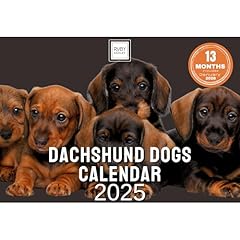 Dachshund calendar 2025 for sale  Delivered anywhere in UK