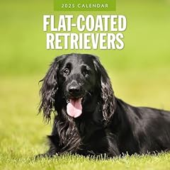 Flat coated retrievers for sale  Delivered anywhere in UK