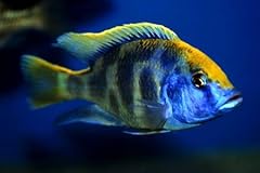 Live freshwater aquarium for sale  Delivered anywhere in USA 