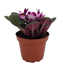 Novelty african violet for sale  Delivered anywhere in USA 
