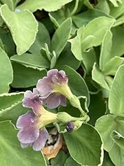 Three primula auricula for sale  Delivered anywhere in UK