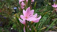 Cornwall plants hesperantha for sale  Delivered anywhere in UK