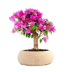 Bouganville bonsai altezza usato  Spedito ovunque in Italia 