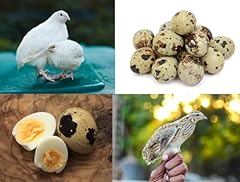 Coturnix quail eggs for sale  Delivered anywhere in USA 