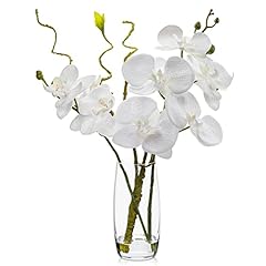 Dilatata white orchid for sale  Delivered anywhere in USA 