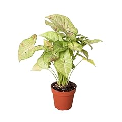 Generic syngonium confetti for sale  Delivered anywhere in USA 