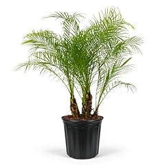 Pygmy date palm for sale  Delivered anywhere in USA 