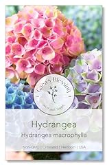 Gaea blessing hydrangea for sale  Delivered anywhere in USA 