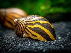Zebra snail 2cm for sale  Delivered anywhere in UK