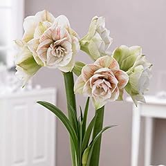 Amaryllis bulbs amaryllis for sale  Delivered anywhere in UK