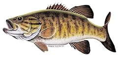 Smallmouth bass decal for sale  Delivered anywhere in USA 