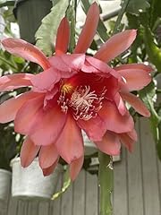 Epiphyllum ganesha fully for sale  Delivered anywhere in USA 