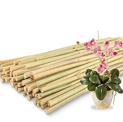 50pcs bamboo plant for sale  Delivered anywhere in USA 