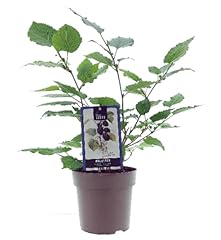 Mulberry black tree for sale  Delivered anywhere in UK