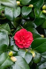 Camellia japonica lady gebraucht kaufen  Wird an jeden Ort in Deutschland