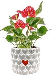 Costa farms anthurium for sale  Delivered anywhere in USA 