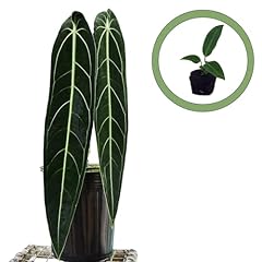 Anthurium warocqueanum dark for sale  Delivered anywhere in USA 