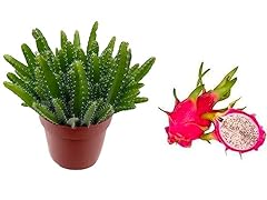 Hylocereus undatus dragon for sale  Delivered anywhere in UK