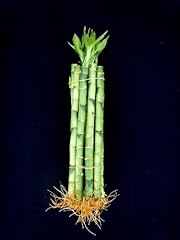Stalks straight lucky for sale  Delivered anywhere in USA 