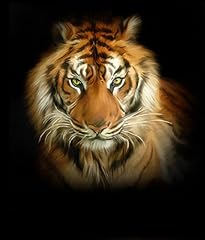 Tiger inches giclee for sale  Delivered anywhere in UK