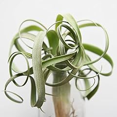 Air plant curly for sale  Delivered anywhere in UK