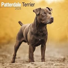 Patterdale terrier 2025 for sale  Delivered anywhere in UK