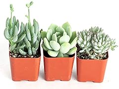 Shop succulents boy for sale  Delivered anywhere in USA 