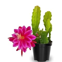 Epiphyllum plants live for sale  Delivered anywhere in USA 